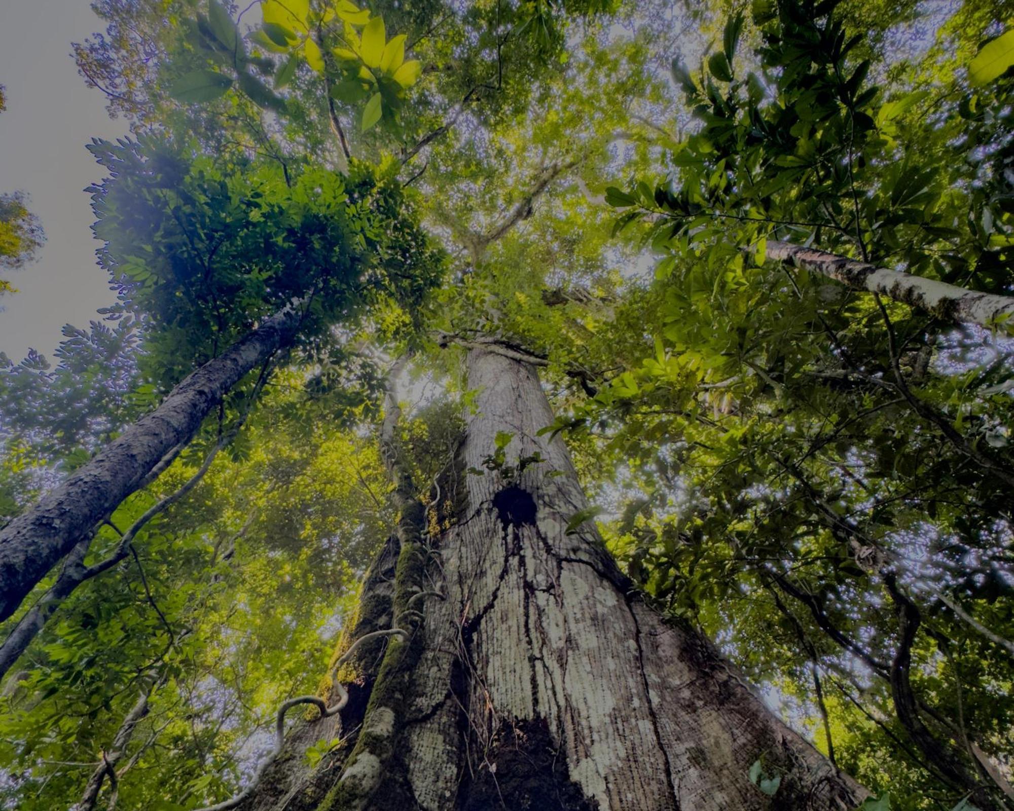 Corto Maltes Amazonia Lodge Puerto Maldonado Eksteriør bilde