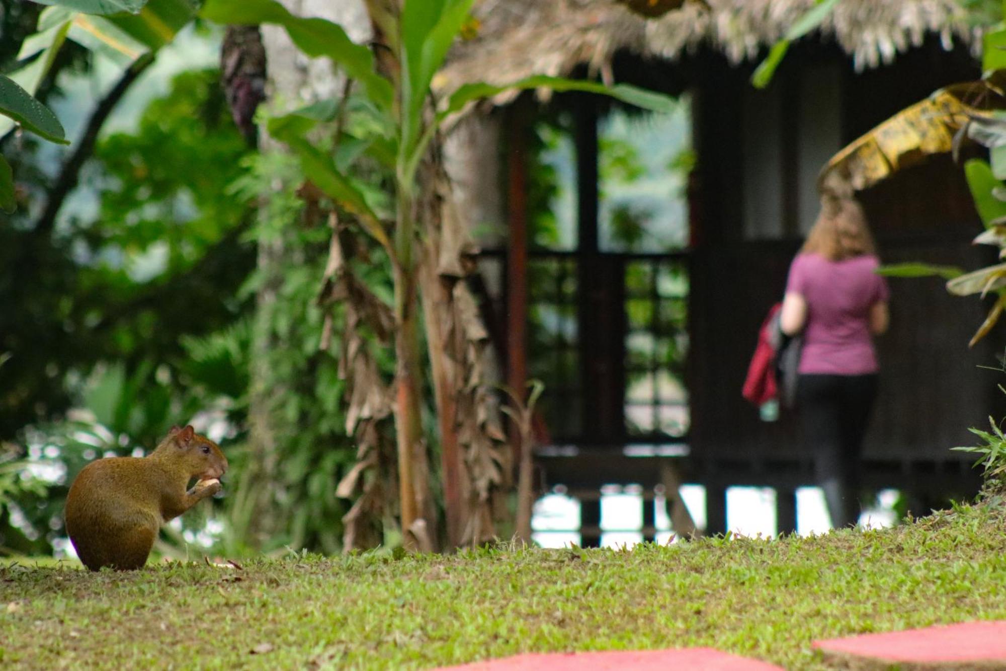 Corto Maltes Amazonia Lodge Puerto Maldonado Eksteriør bilde